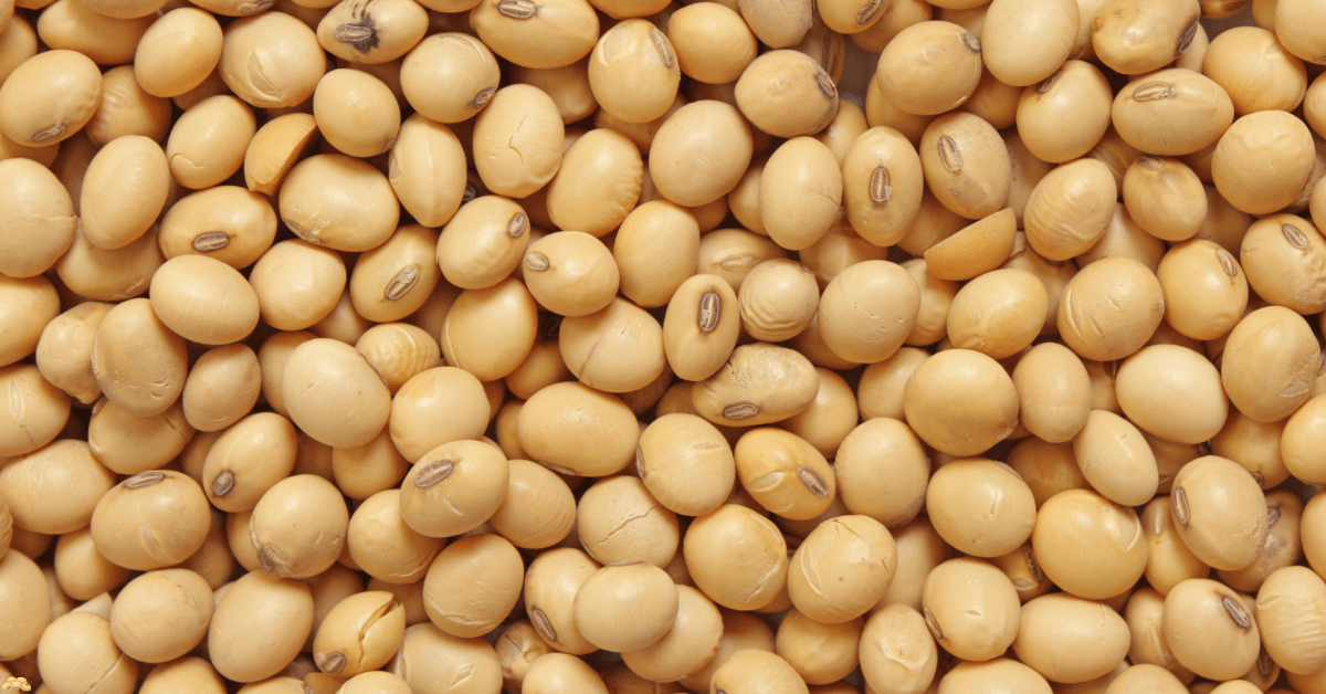 Safra Recorde de Soja Brasileira Impulsiona o Agro em Meio ao Cenário de Dólar Alto